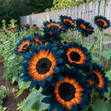 Blue Flame Sunflower Seeds + 100 Grams Organic Pot Mix Free