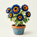 Blue Flame Sunflower Seeds + 100 Grams Organic Pot Mix Free